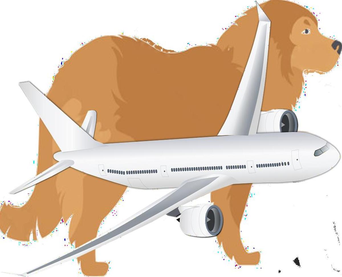 How to Travel with Caucasian Shepherd Dog on an Airplane (Travel Crate