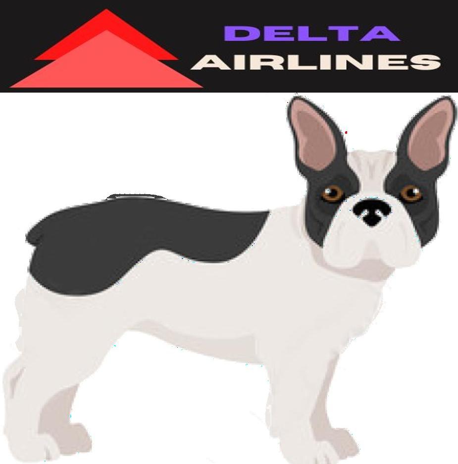 Can you Fly with French Bulldog on an Airplane?
