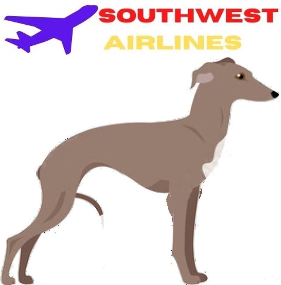 How to Travel with Italian Greyhound on an Airplane (Travel Crate Size Calculator)