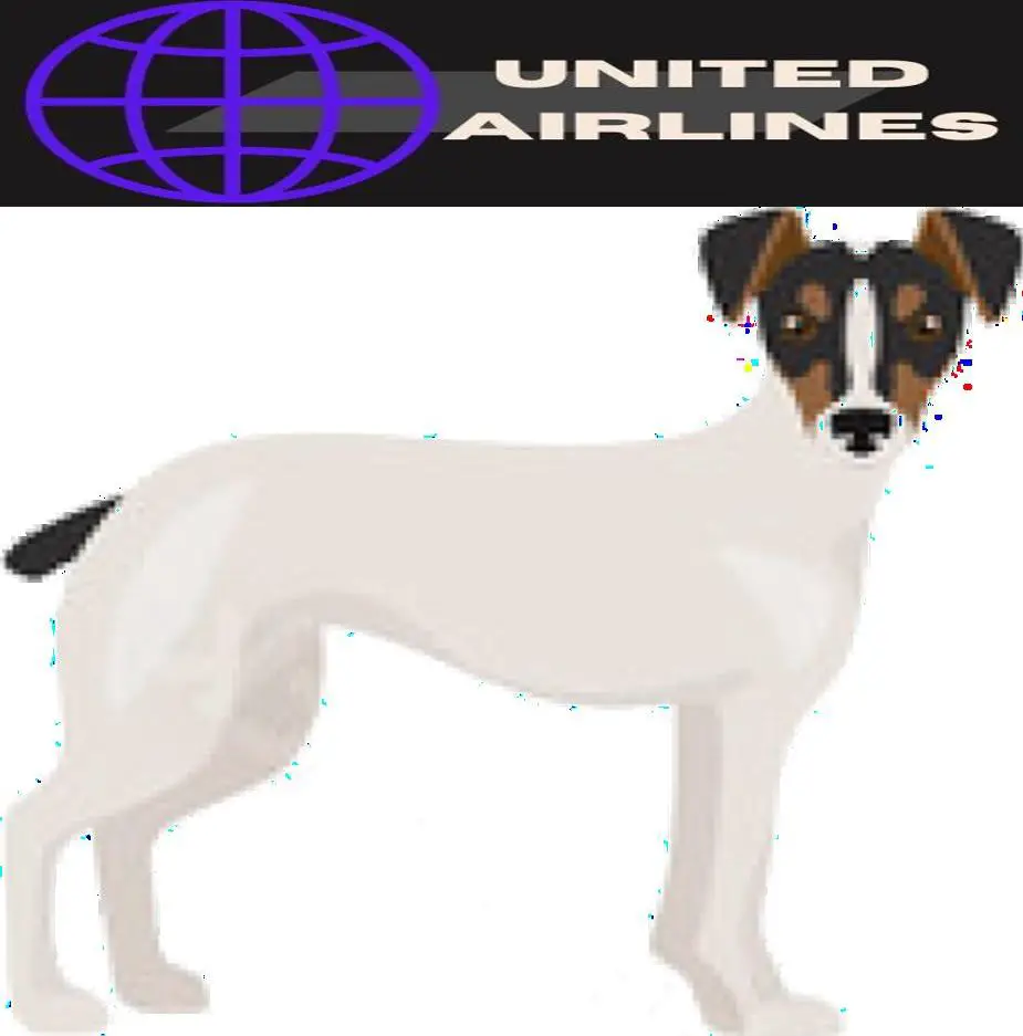 How to Travel with Jack Russell Terrier on an Airplane (Travel Crate