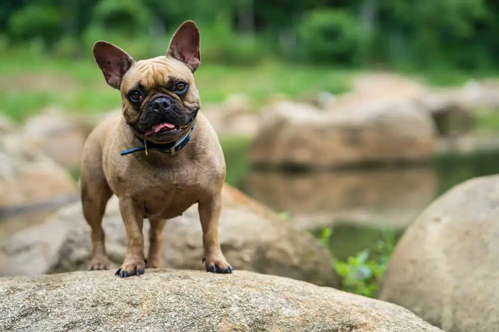 French Bulldog