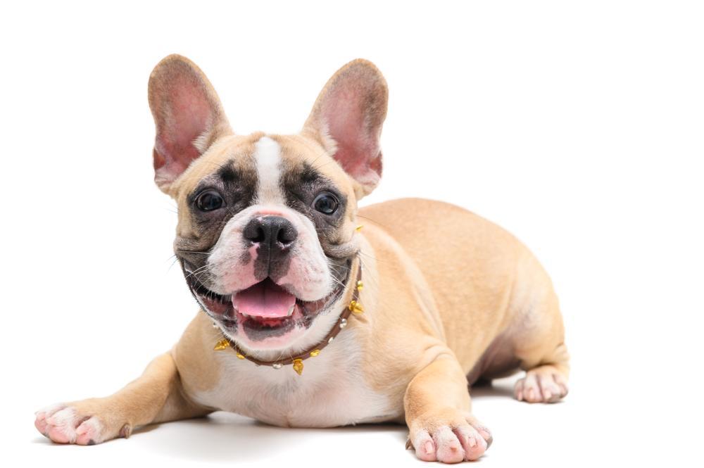 French Bulldog