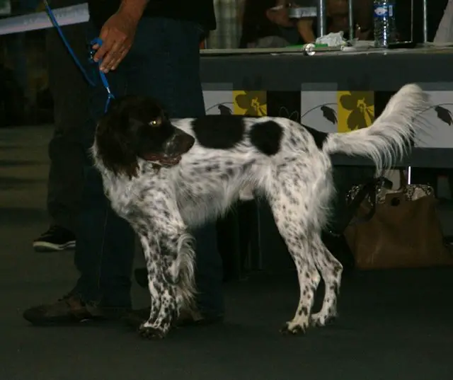 French Spaniel