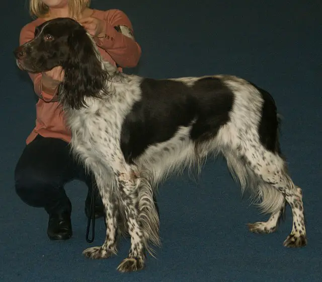 French Spaniel