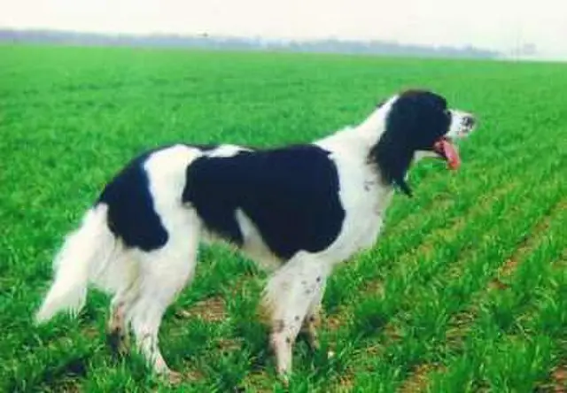 French Spaniel