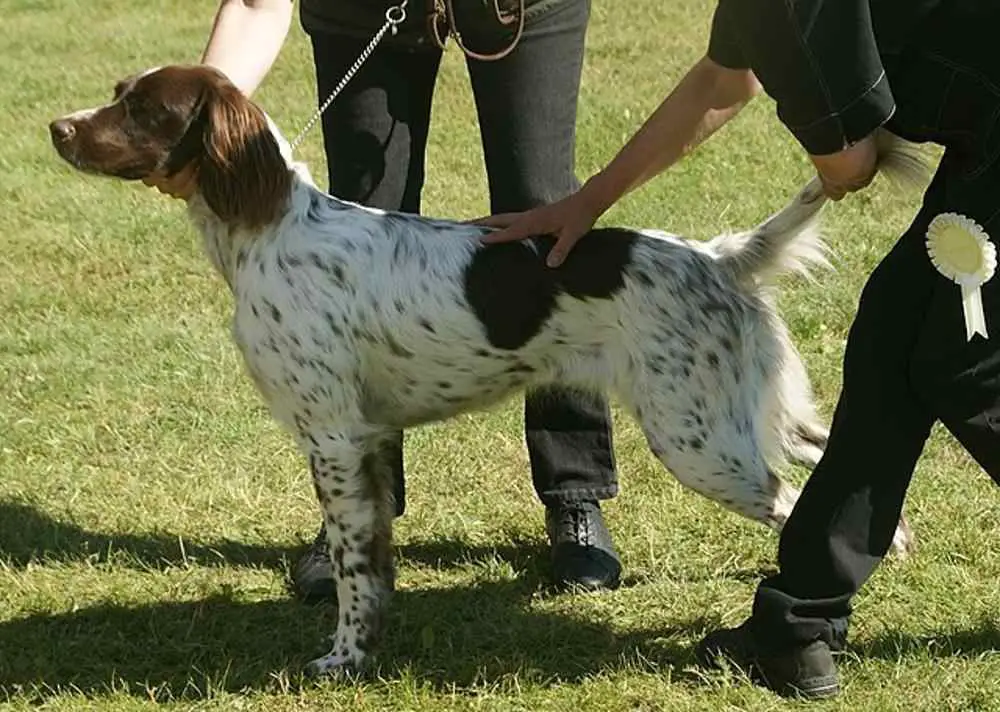 German Longhaired Pointer