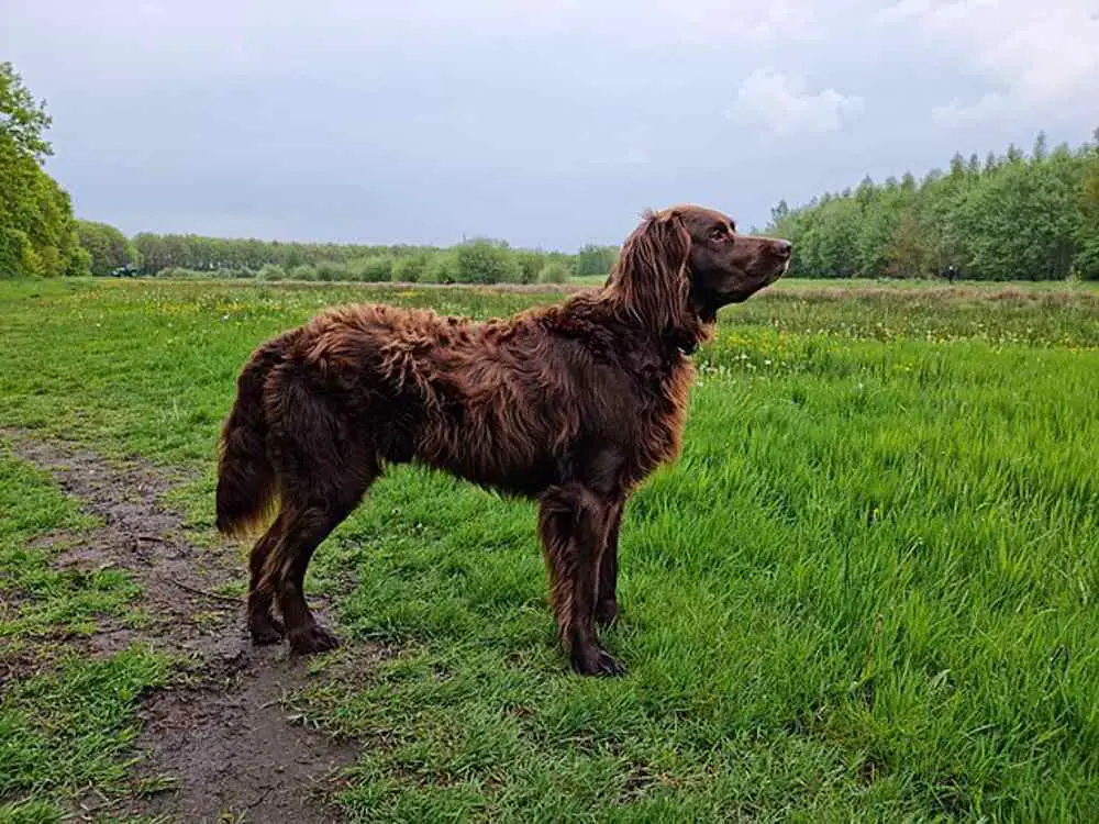 German Longhaired Pointer