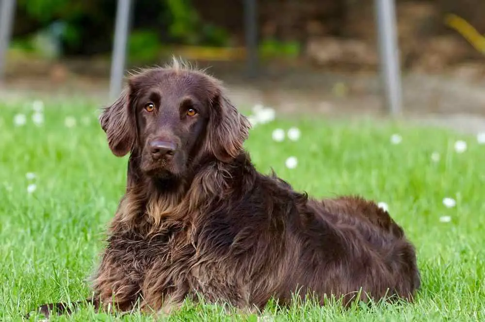 German Longhaired Pointer