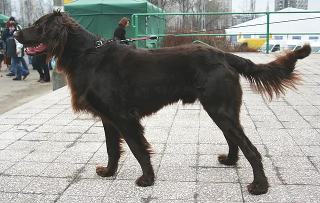 German Longhaired Pointer