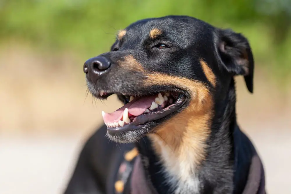 German Pinscher