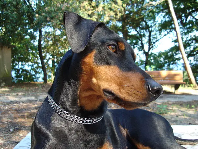 German Pinscher