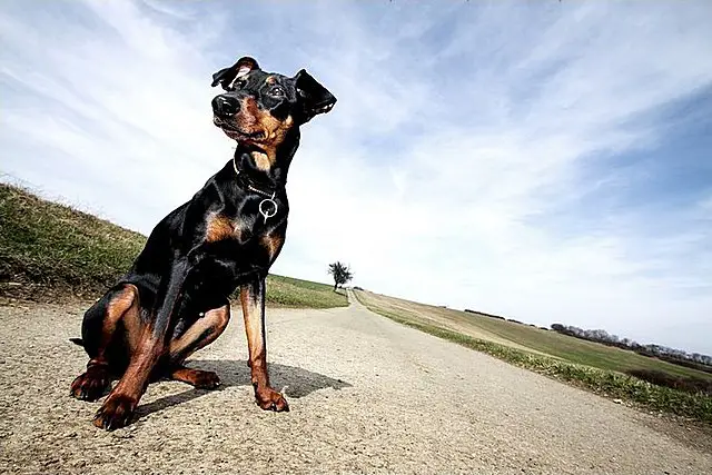 German Pinscher