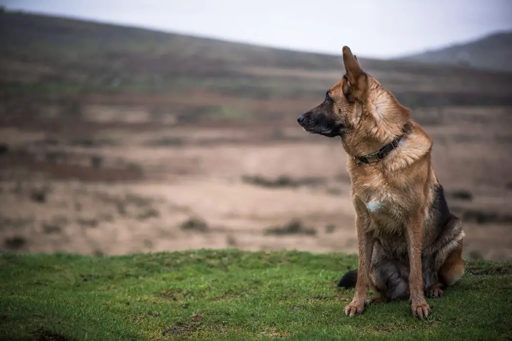 German Shepherd Dog