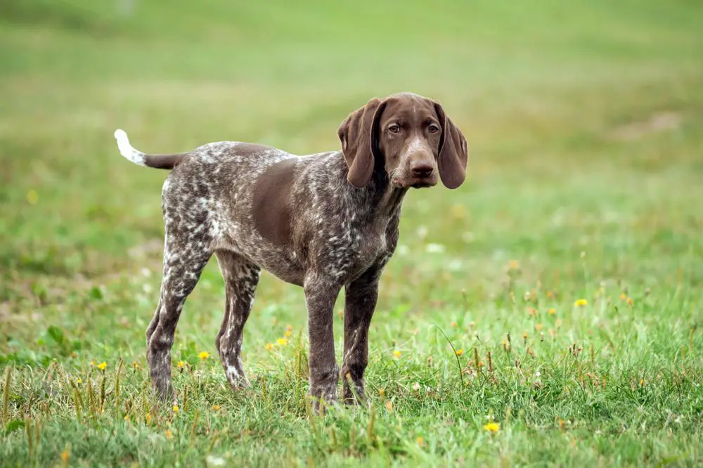 German Shorthaired Pointer