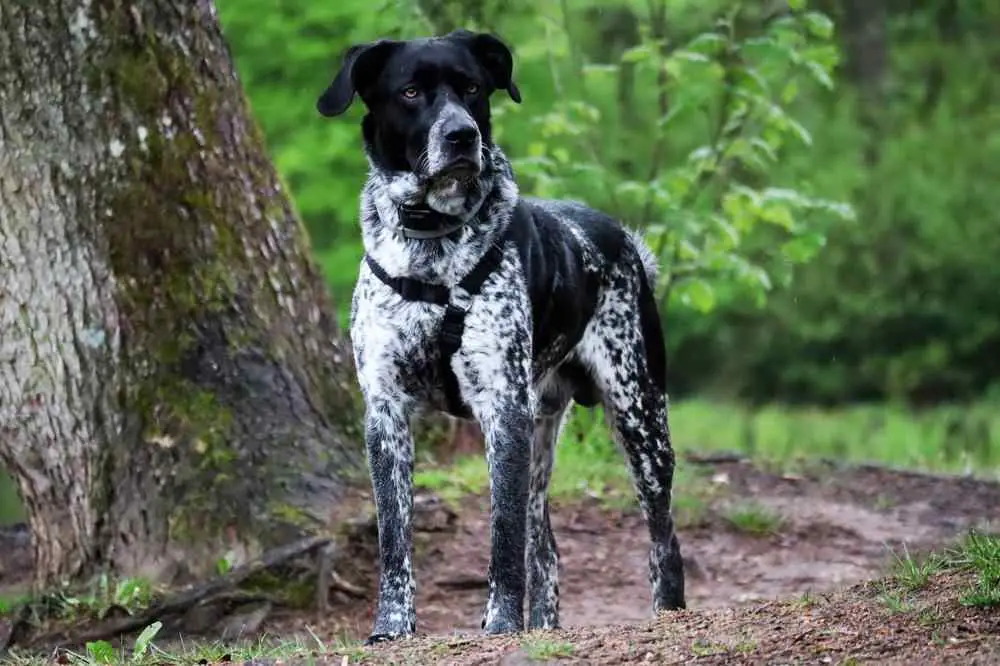 German Shorthaired Pointer