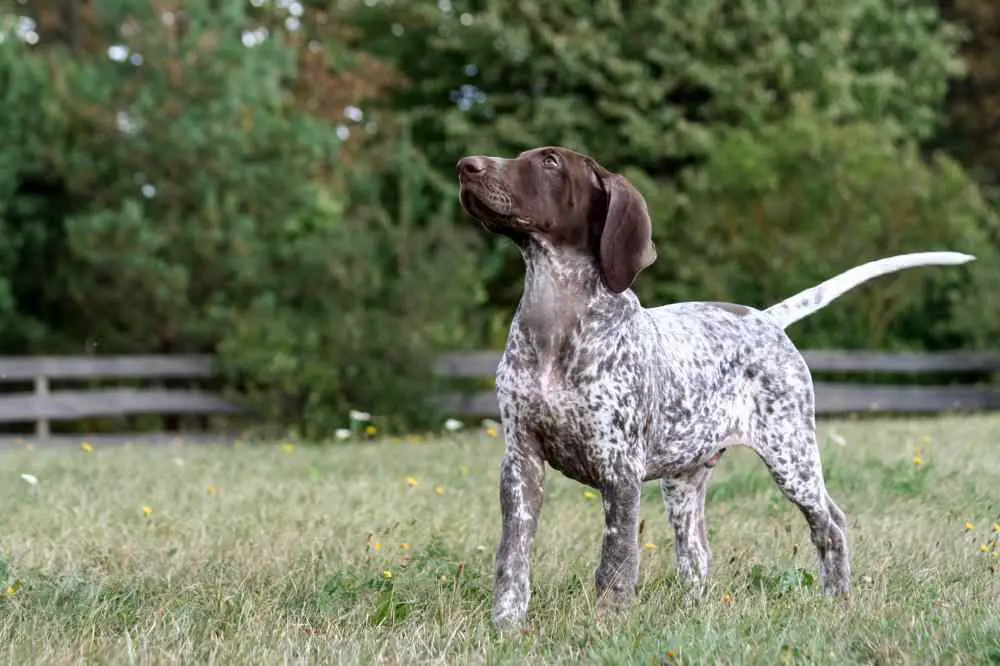 German Shorthaired Pointer