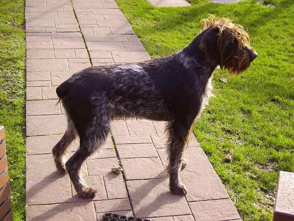 how-to-travel-with-german-wirehaired-pointer-on-an-airplane-travel