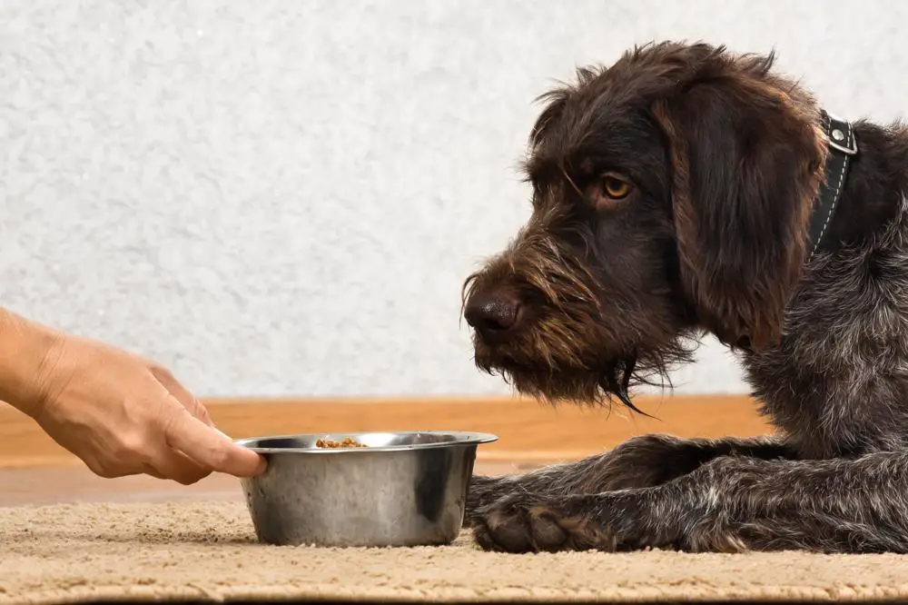 German Wirehaired Pointer