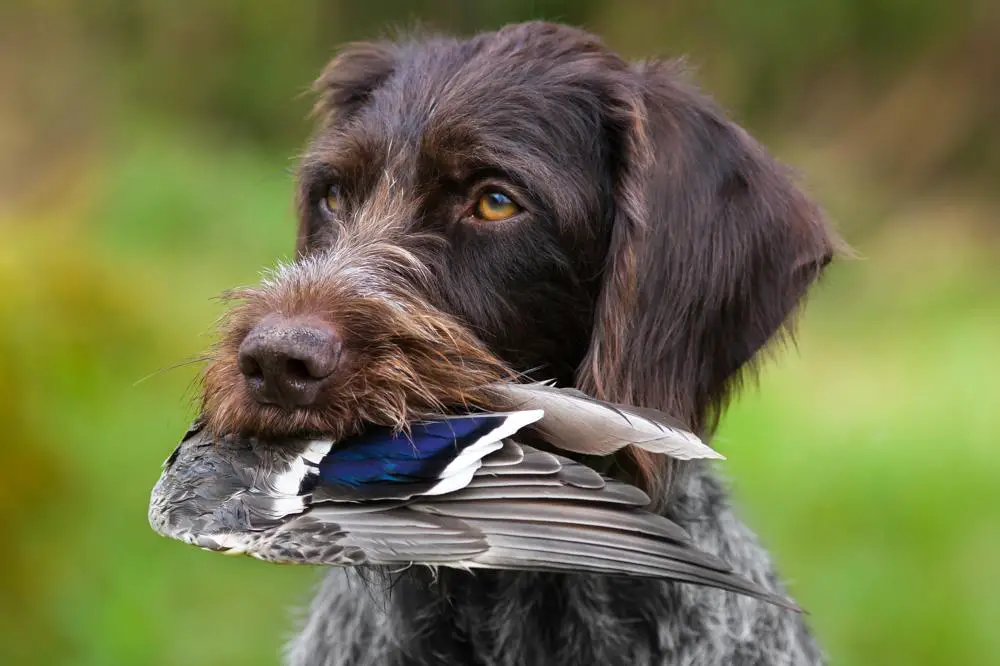 German Wirehaired Pointer