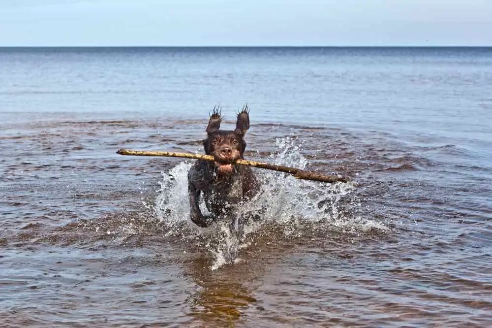 German Wirehaired Pointer