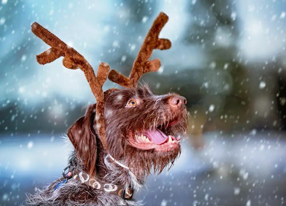 German Wirehaired Pointer