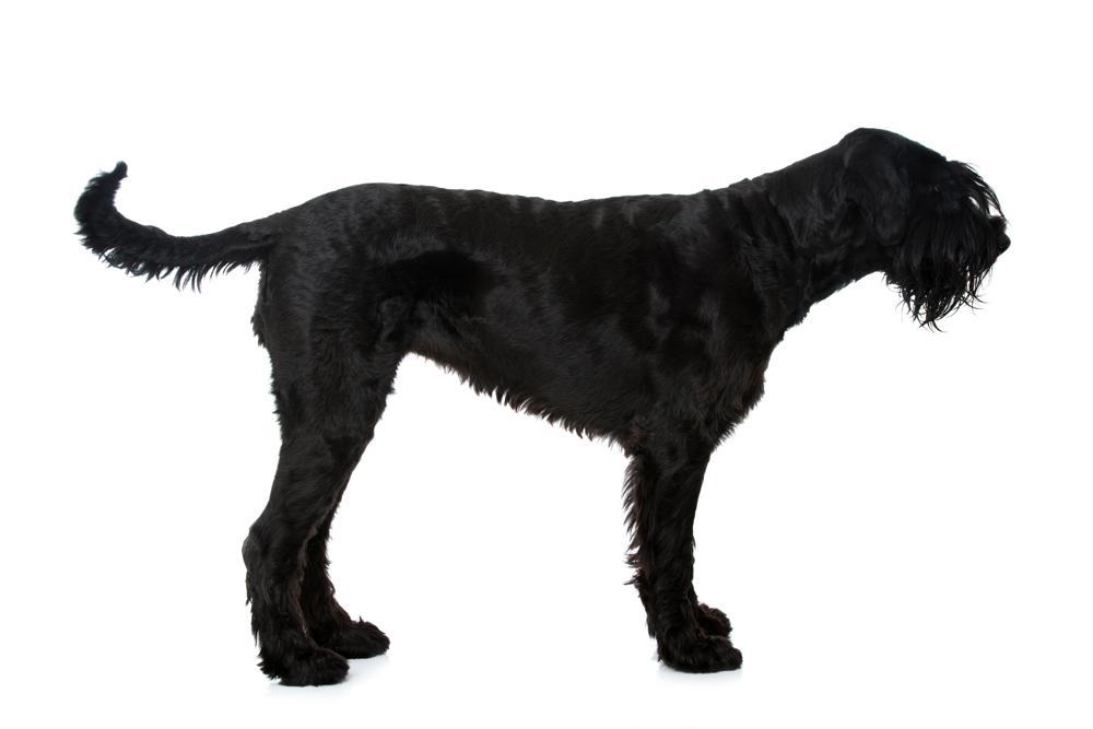 Giant Schnauzer