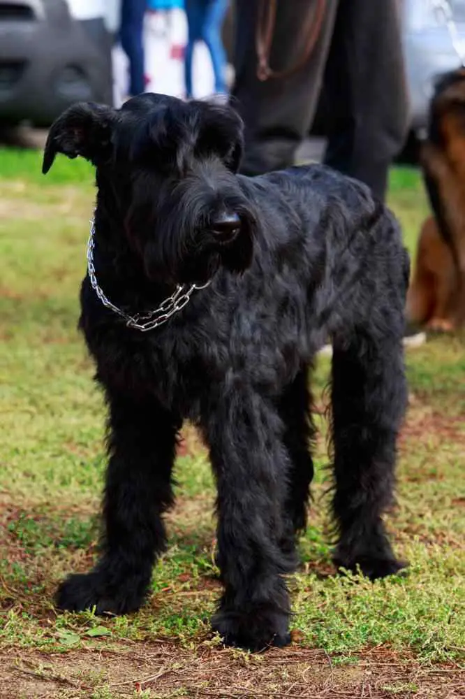 Giant Schnauzer