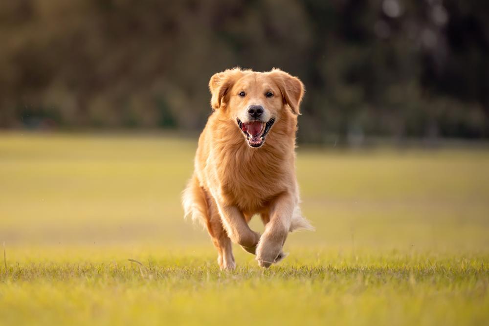 Golden Cocker Retriever