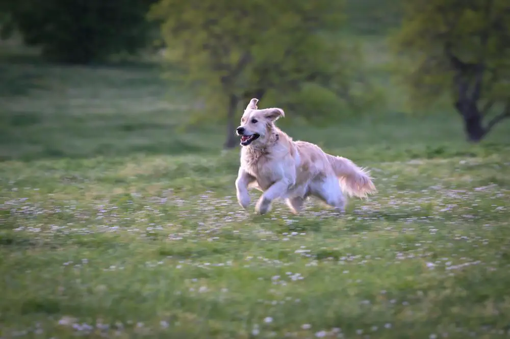 How to Travel with Golden Retriever on an Airplane (Travel Crate Size