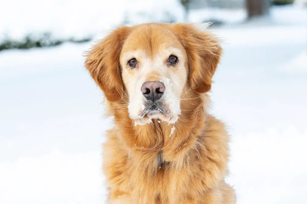 Golden Retriever