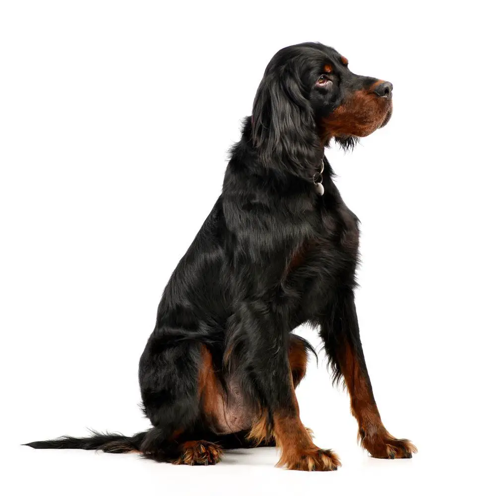 Gordon Setter