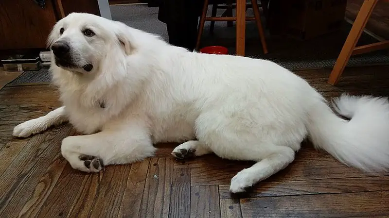 Great Pyrenees