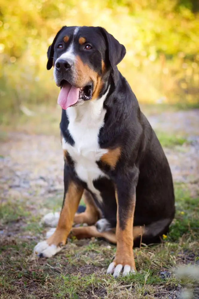 Greater Swiss Mountain Dog