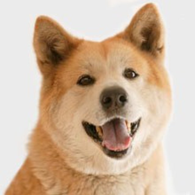 Akita Growth Chart. Akita Weight Calculator.