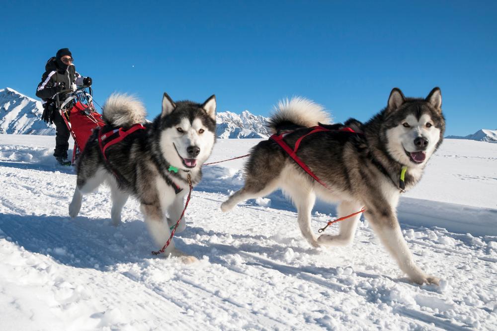 Alaskan Malamute Growth Chart. Alaskan Malamute Weight Calculator.