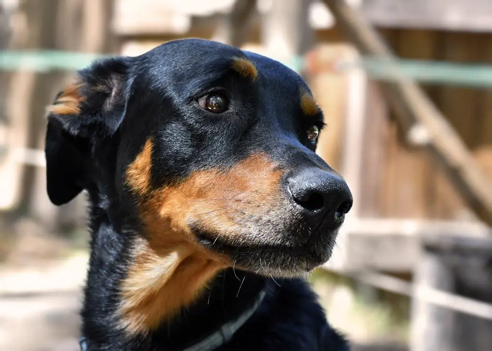 Beauceron Growth Chart. Beauceron Weight Calculator.