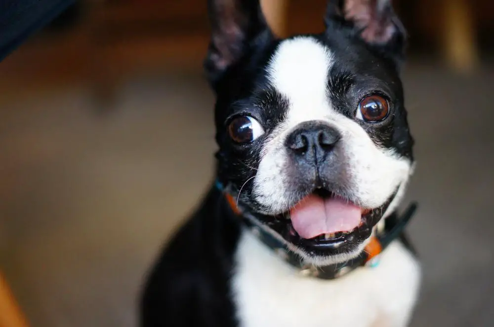 Boston Terrier Growth Chart. Boston Terrier Weight Calculator.