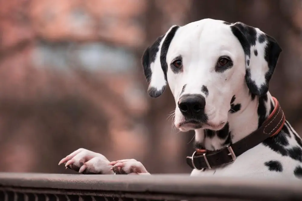 Dalmatian Growth Chart. Dalmatian Weight Calculator.