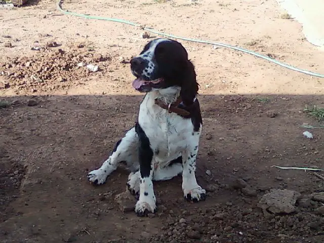 english-springer-spaniel-growth-chart-english-springer-spaniel-weight-calculator