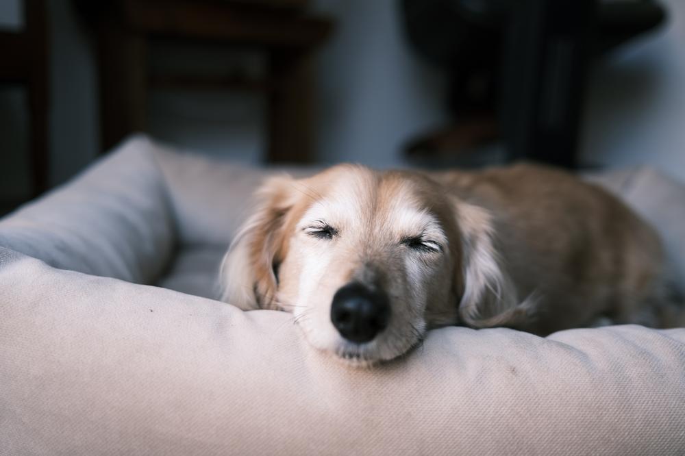 Golden Retriever Growth Chart. Golden Retriever Weight Calculator.