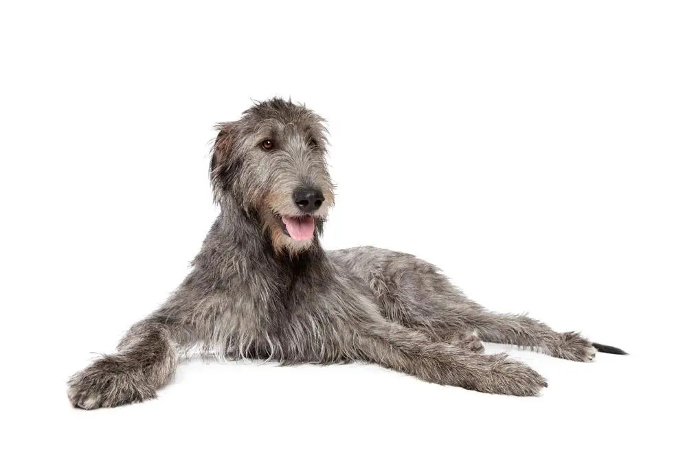 Irish Wolfhound Growth Chart. Irish Wolfhound Weight Calculator.