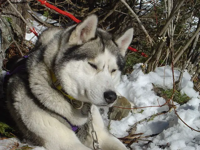 Siberian Husky Growth Chart. Siberian Husky Weight Calculator.