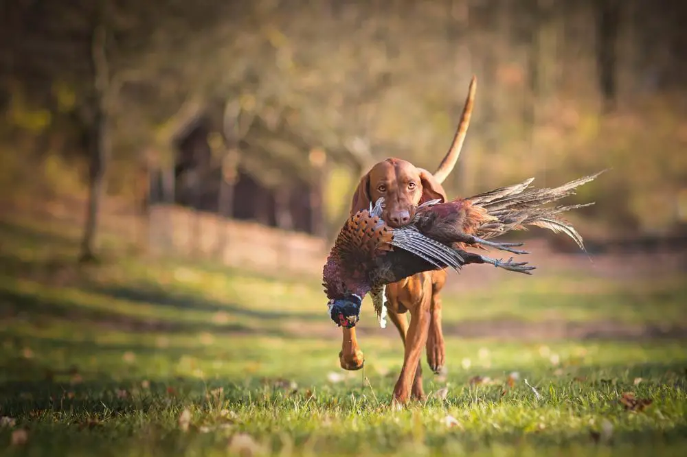 vizsla-growth-chart-vizsla-weight-calculator