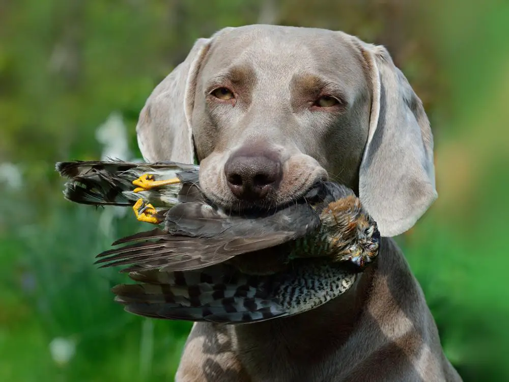 weimaraner-growth-chart-weimaraner-weight-calculator