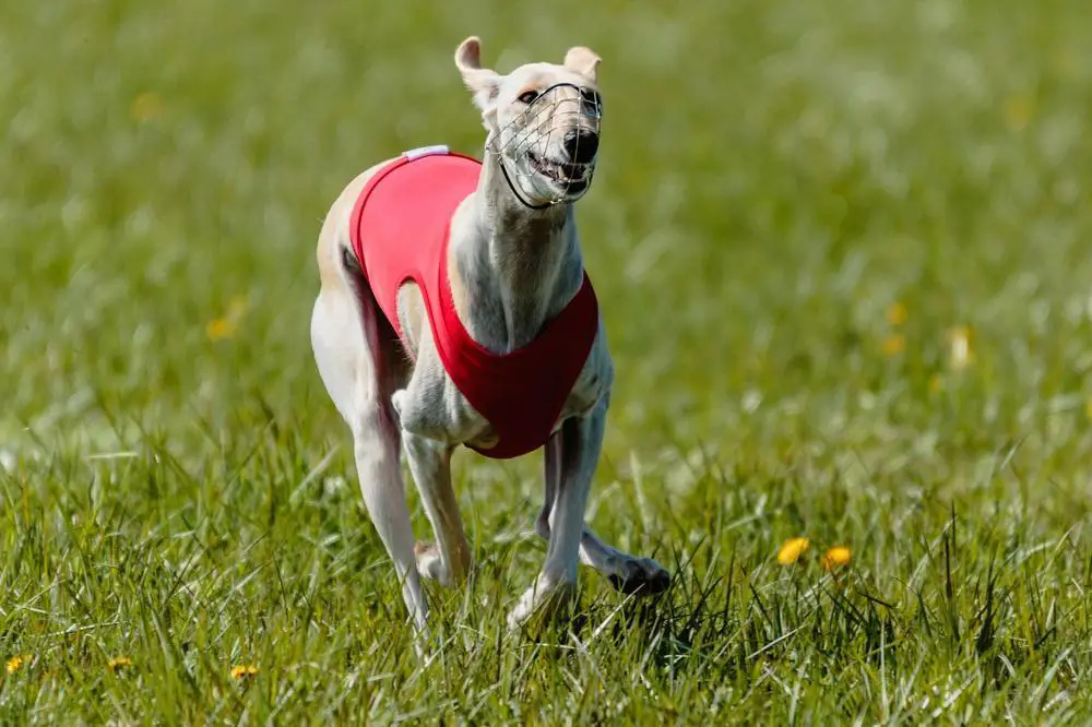 whippet-growth-chart-whippet-weight-calculator