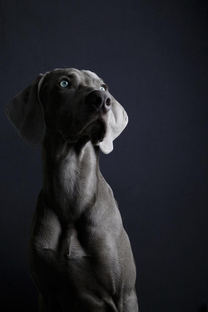 How Long Weimaraners Live How To Make Weimaraners Live Long