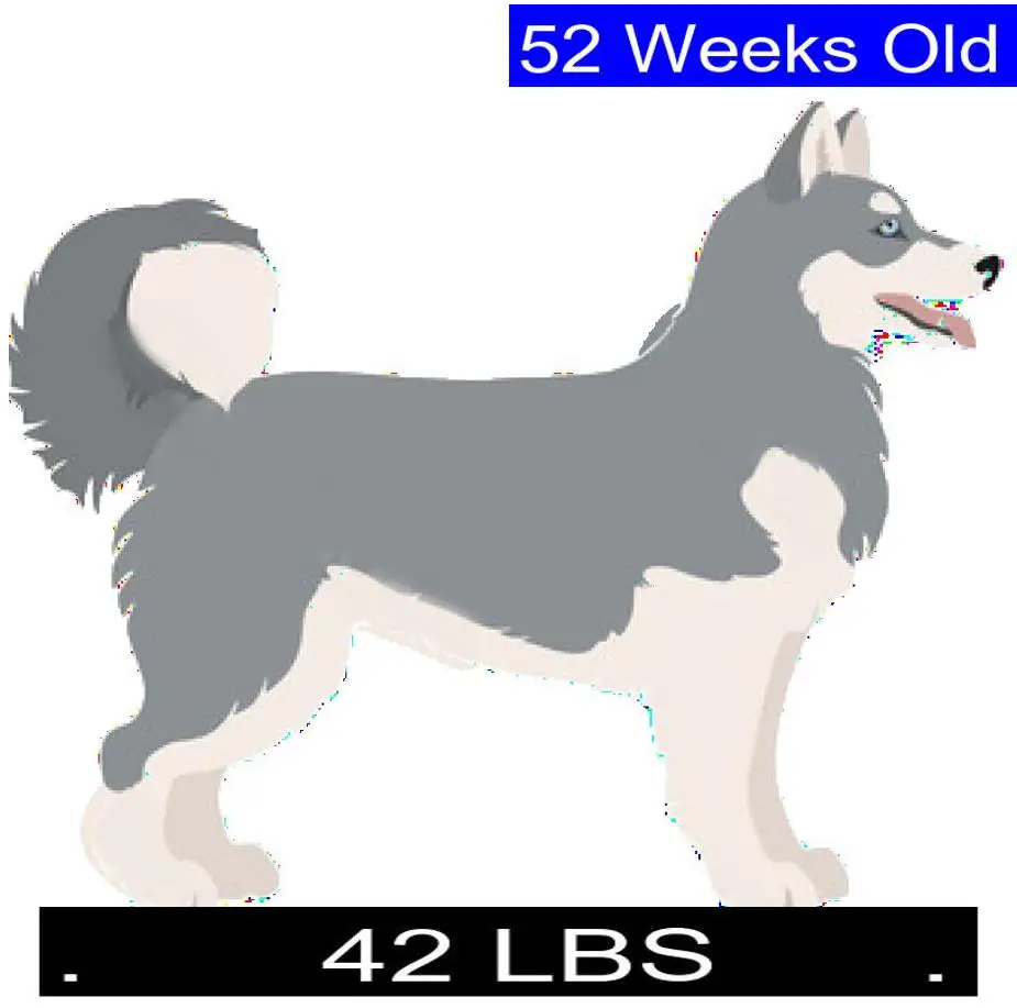 Siberian Husky Growth Chart. Siberian Husky Weight Calculator.