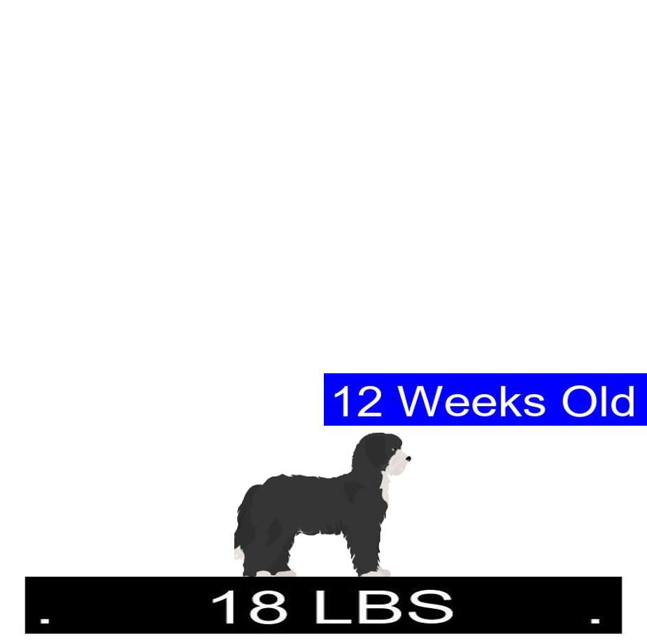 Sheepadoodle Growth Chart. Sheepadoodle Weight Calculator.