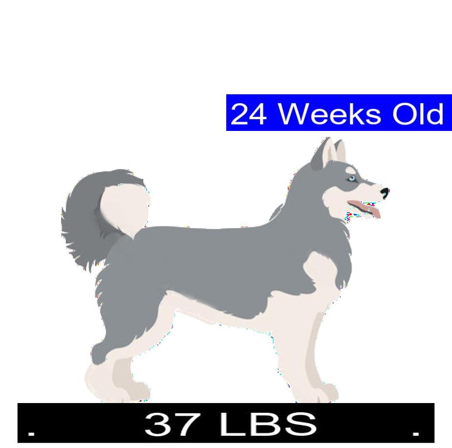 Siberian Husky Growth Chart. Siberian Husky Weight Calculator.