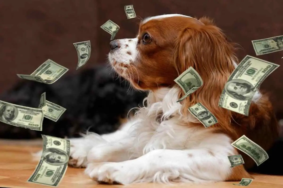 English Toy Spaniel Puppy Price. How Much You Should Pay